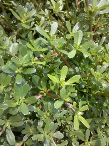 close up purslane.jpg